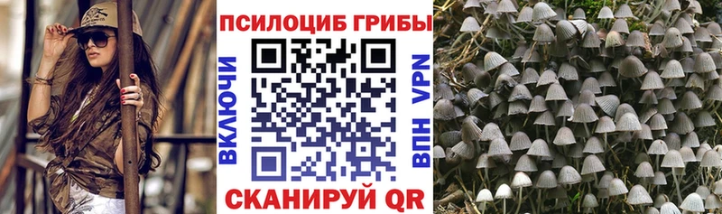 как найти   Володарск  Галлюциногенные грибы Psilocybe 